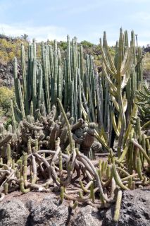 GC-Jardin Botanico Viera 2019-28.JPG